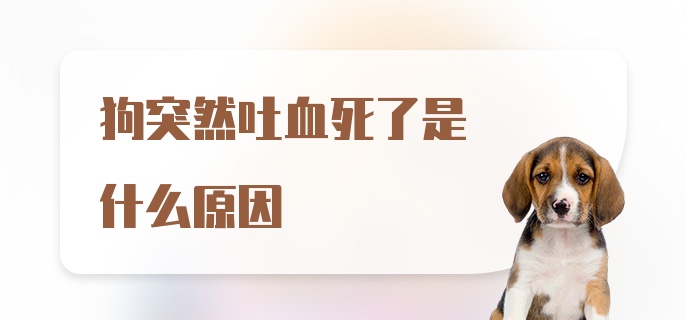 狗突然吐血死了是什么原因