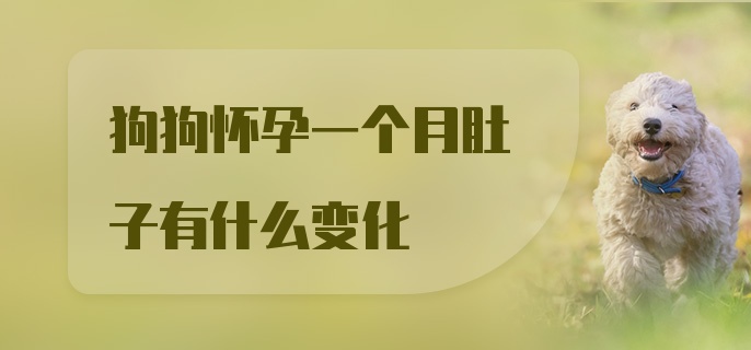 狗狗怀孕一个月肚子有什么变化