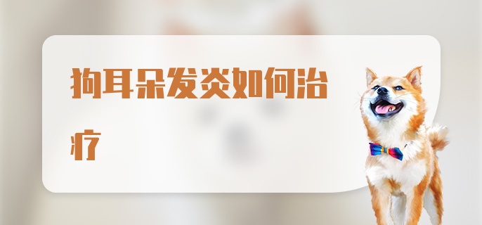 狗耳朵发炎如何治疗