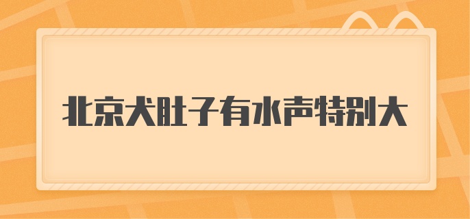 北京犬肚子有水声特别大