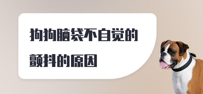 狗狗脑袋不自觉的颤抖的原因