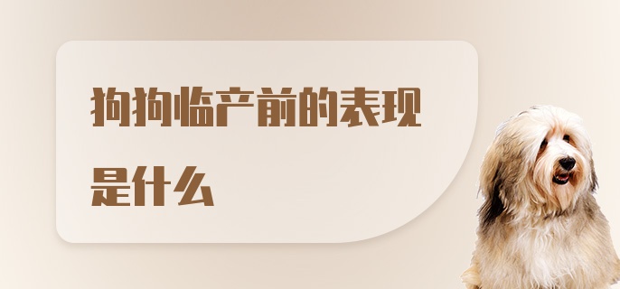 狗狗临产前的表现是什么