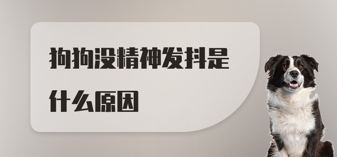 狗狗没精神发抖是什么原因