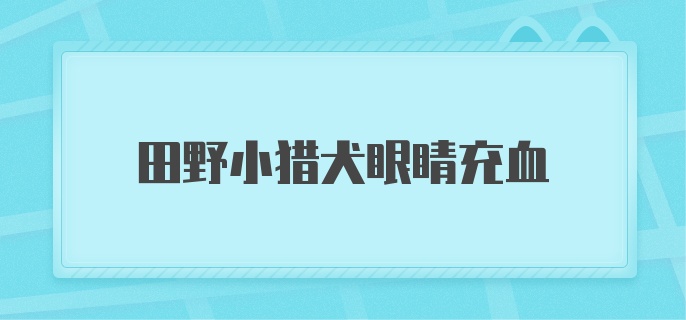 田野小猎犬眼睛充血