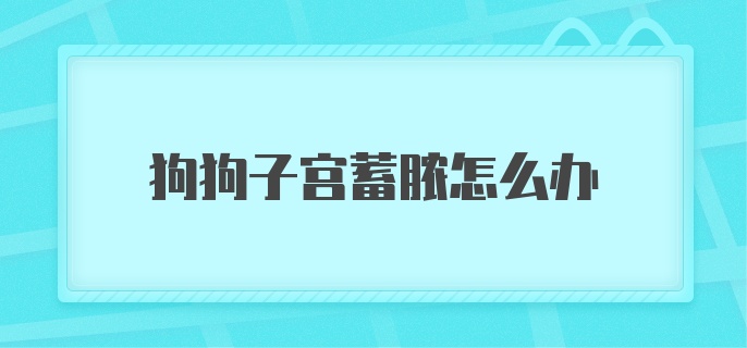 狗狗子宫蓄脓怎么办