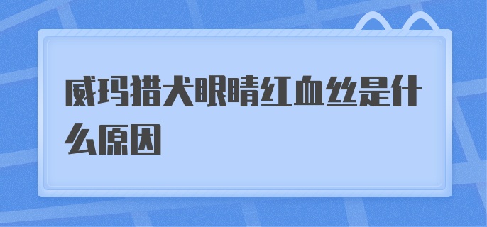 威玛猎犬眼睛红血丝是什么原因