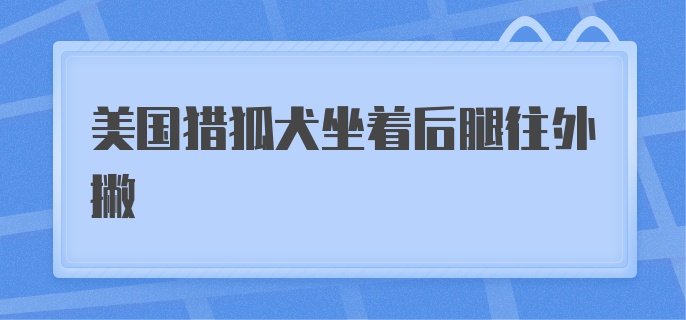 美国猎狐犬坐着后腿往外撇