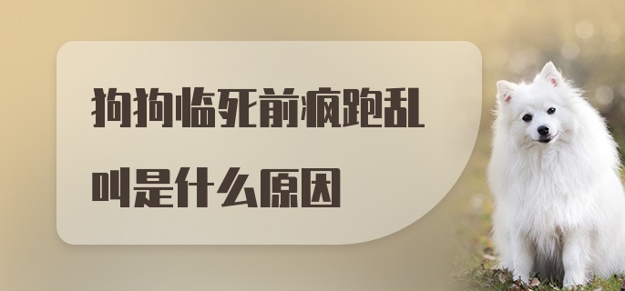 狗狗临死前疯跑乱叫是什么原因