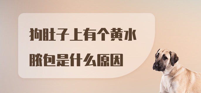 狗肚子上有个黄水脓包是什么原因