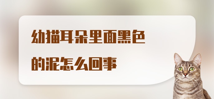 幼猫耳朵里面黑色的泥怎么回事