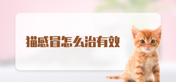 猫感冒怎么治有效