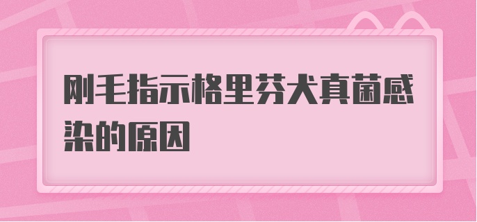 刚毛指示格里芬犬真菌感染的原因