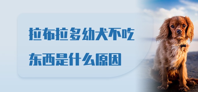 拉布拉多幼犬不吃东西是什么原因