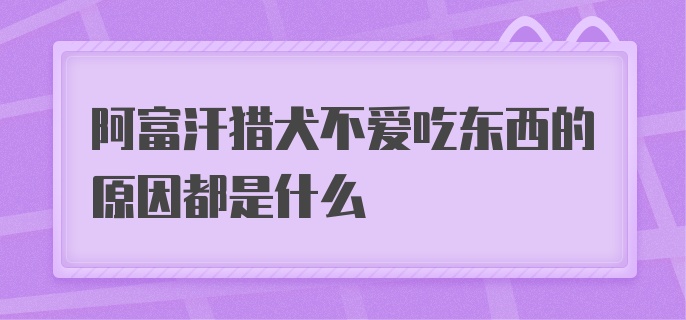 阿富汗猎犬不爱吃东西的原因都是什么