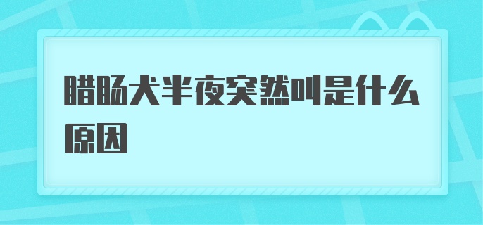 腊肠犬半夜突然叫是什么原因