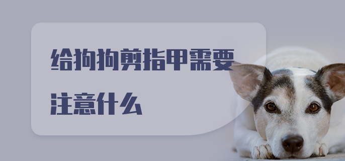 给狗狗剪指甲需要注意什么