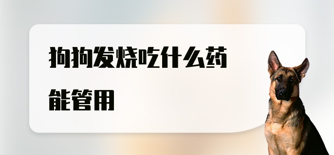 狗狗发烧吃什么药能管用