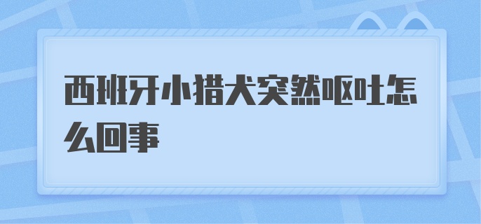 西班牙小猎犬突然呕吐怎么回事