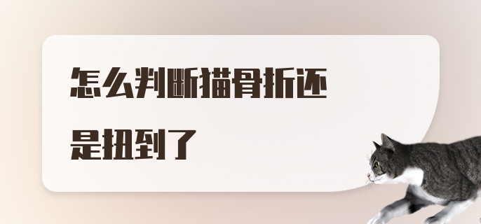 怎么判断猫骨折还是扭到了