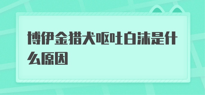 博伊金猎犬呕吐白沫是什么原因