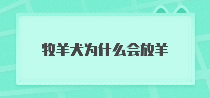 牧羊犬为什么会放羊