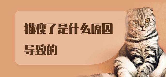 猫瘦了是什么原因导致的