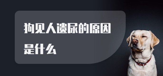 狗见人遗尿的原因是什么