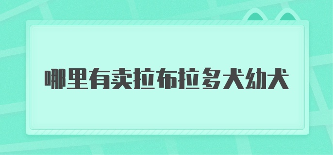 哪里有卖拉布拉多犬幼犬