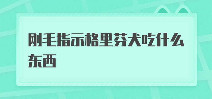 刚毛指示格里芬犬吃什么东西