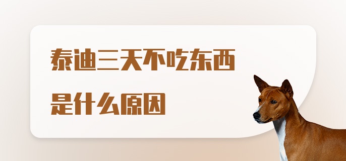 泰迪三天不吃东西是什么原因