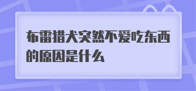 布雷猎犬突然不爱吃东西的原因是什么