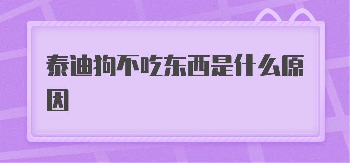 泰迪狗不吃东西是什么原因