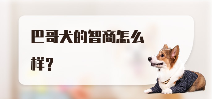 巴哥犬的智商怎么样？