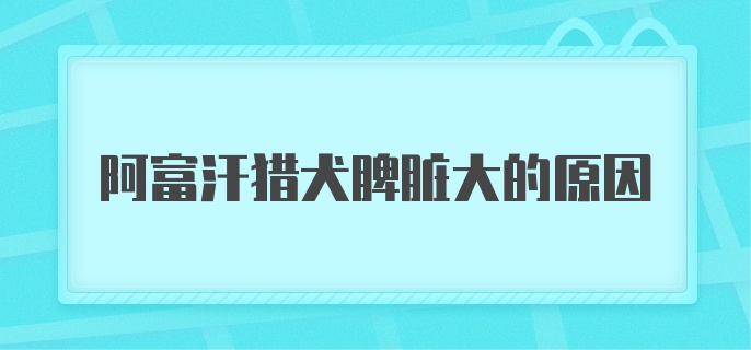 阿富汗猎犬脾脏大的原因