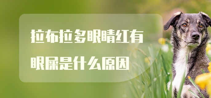 拉布拉多眼睛红有眼屎是什么原因