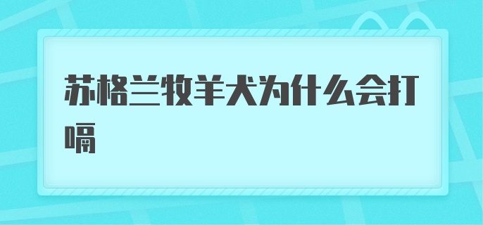 苏格兰牧羊犬为什么会打嗝