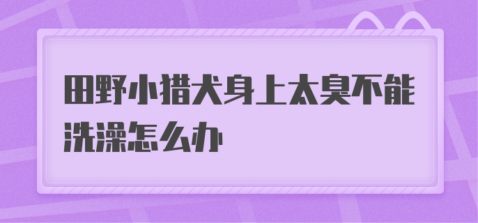 田野小猎犬身上太臭不能洗澡怎么办