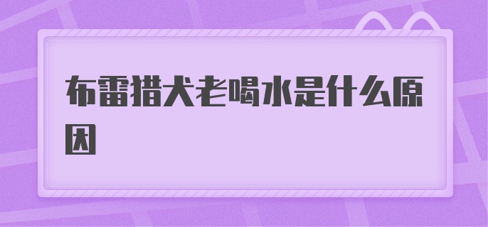 布雷猎犬老喝水是什么原因