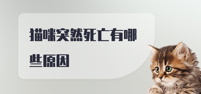 猫咪突然死亡有哪些原因