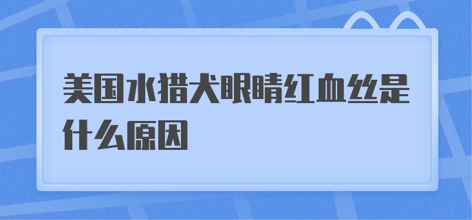 美国水猎犬眼睛红血丝是什么原因