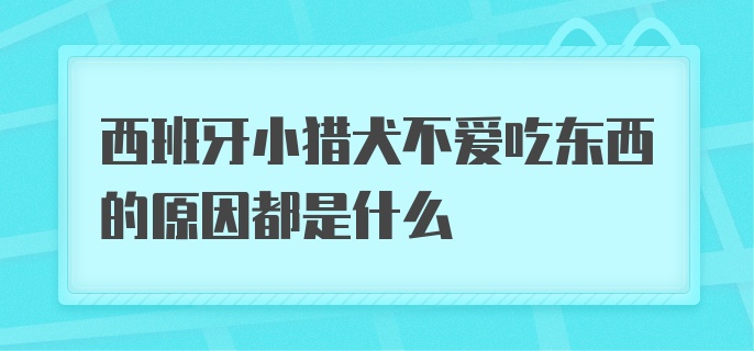 西班牙小猎犬不爱吃东西的原因都是什么