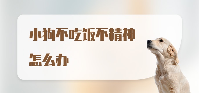 小狗不吃饭不精神怎么办