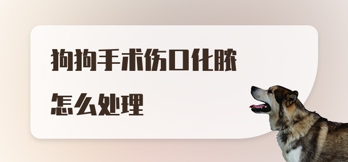 狗狗手术伤口化脓怎么处理