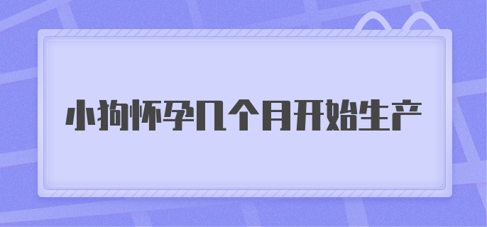 小狗怀孕几个月开始生产