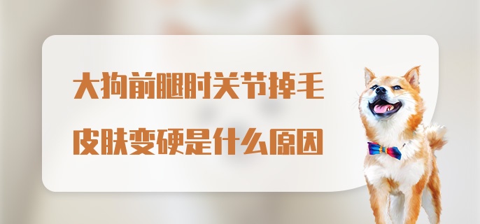 大狗前腿肘关节掉毛皮肤变硬是什么原因