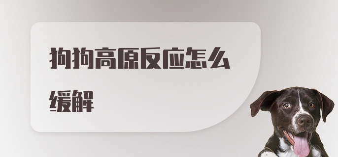 狗狗高原反应怎么缓解