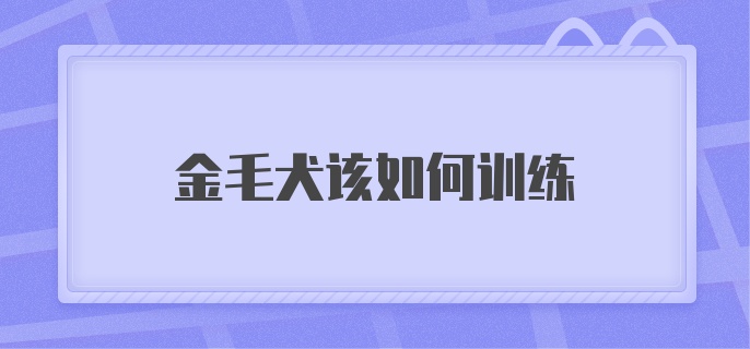 金毛犬该如何训练