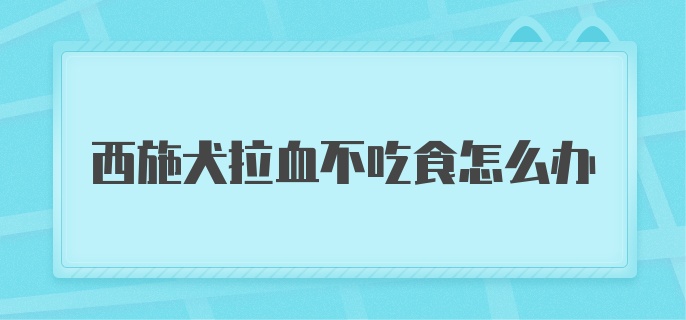 西施犬拉血不吃食怎么办