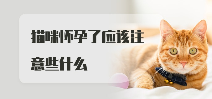 猫咪怀孕了应该注意些什么