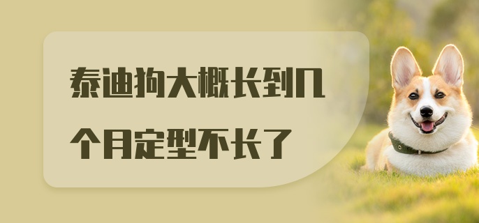 泰迪狗大概长到几个月定型不长了